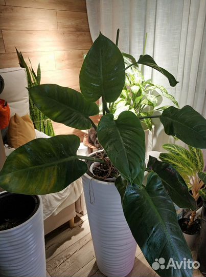 Филодендрон imperial грин