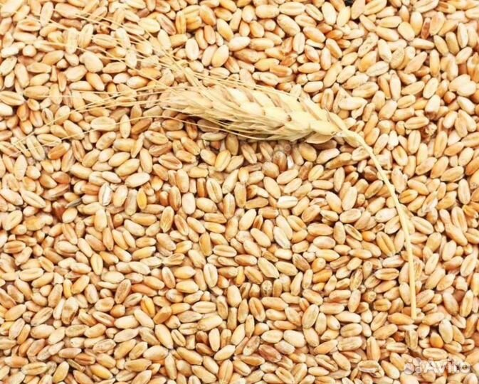 Зерно пшеница ячмень в мешках