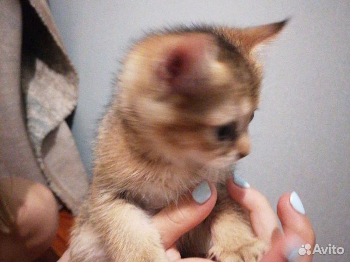 Котята в добрые руки бесплатно