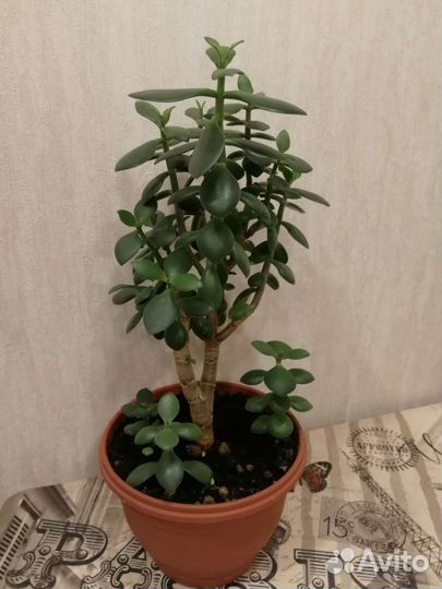 Денежное дерево (толстянка)