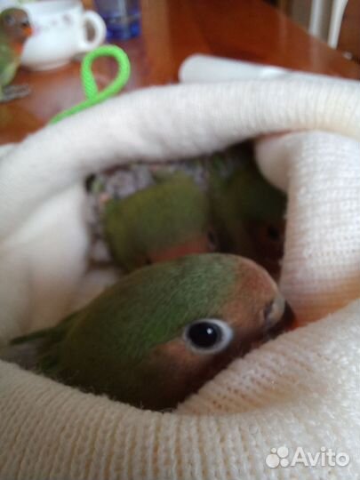 Неразлучники попугаи малыши выкормыши
