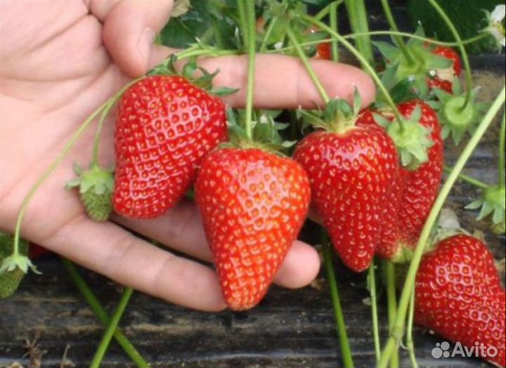 Клубника саженцы