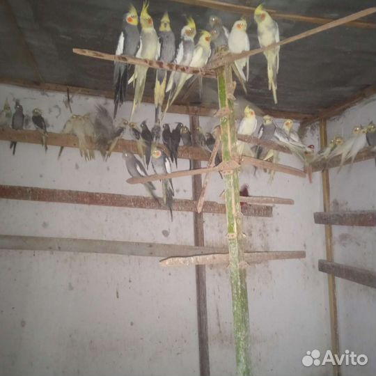 Продаю корелл,канареек