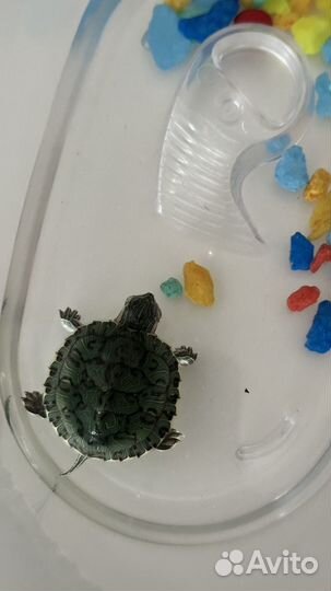 Красноухая черепаха