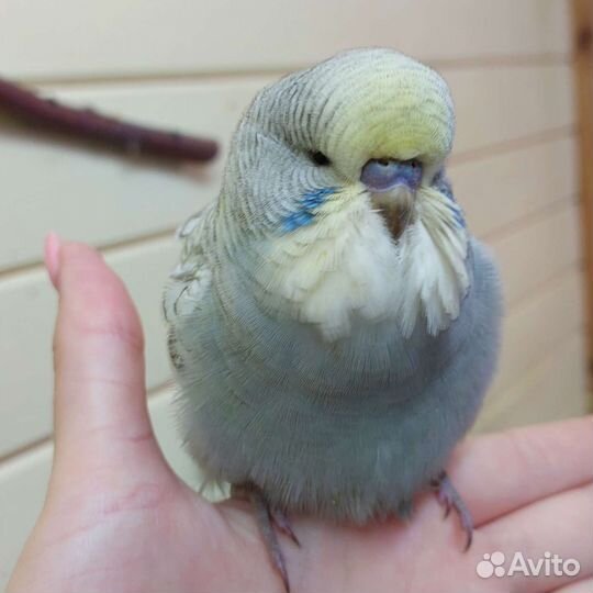 Ввп чех, выставочный волнистый попугай птенцы