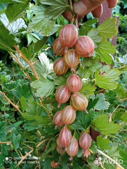 Саженцы смородины, крыжовника