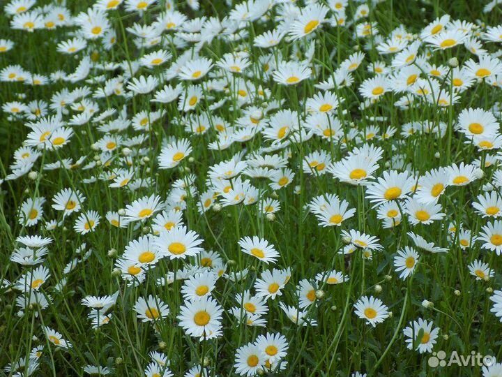 Цветы. Ромашка