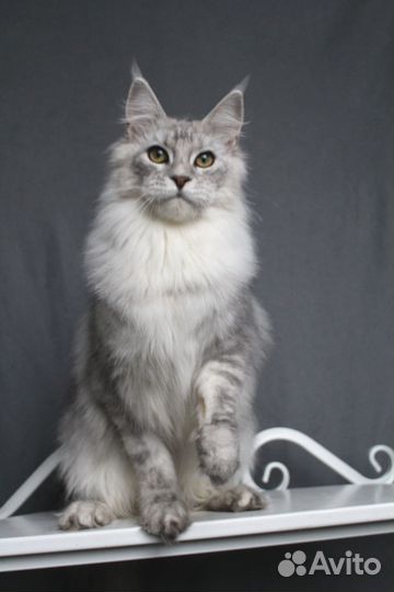 Мейн-кун серебряный мальчик