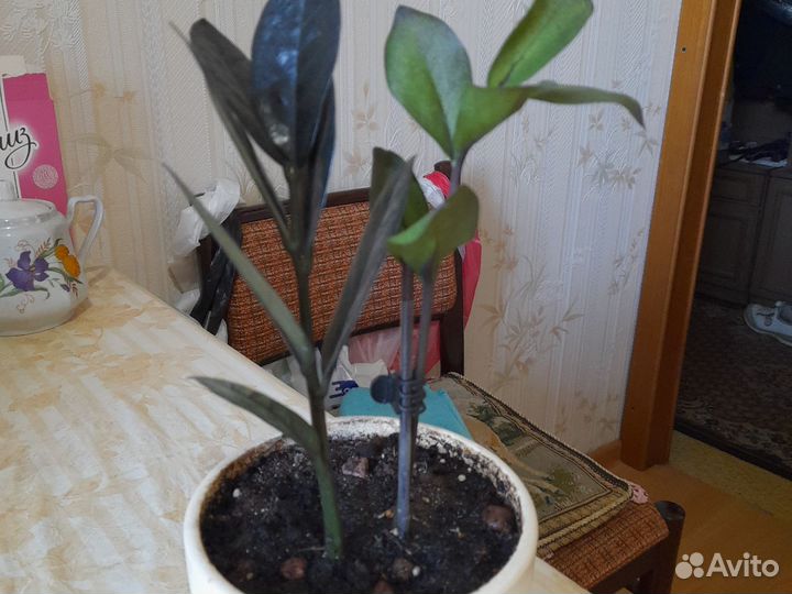 Замиокулькас