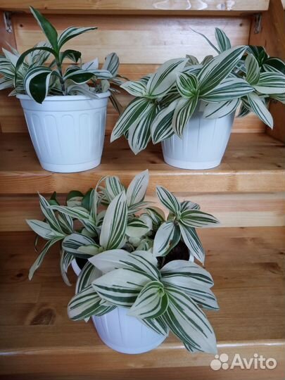 Традесканция