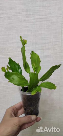 Опунция, кактус, цветок