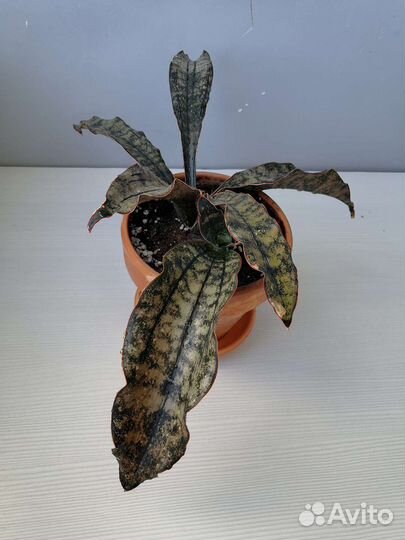 Банан, сансевиерия кирки braun