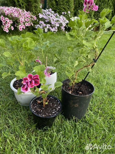 Пеларгония герань