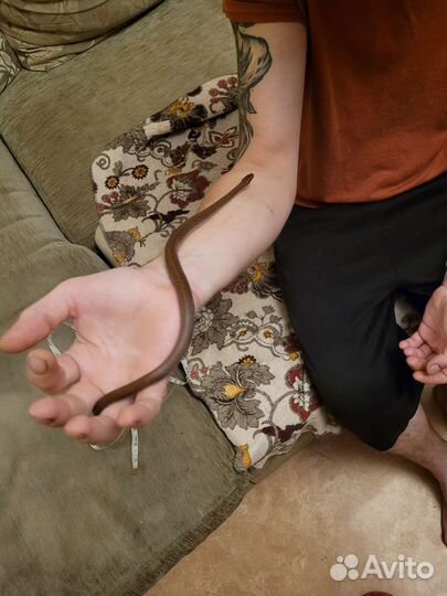 Пфриканская домовая змея в добрые руки