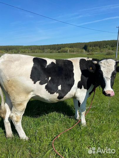 Нетель на Курбан Байрам