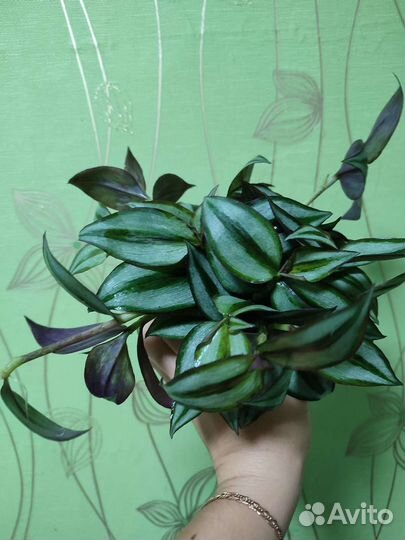 Традесканция зебрина