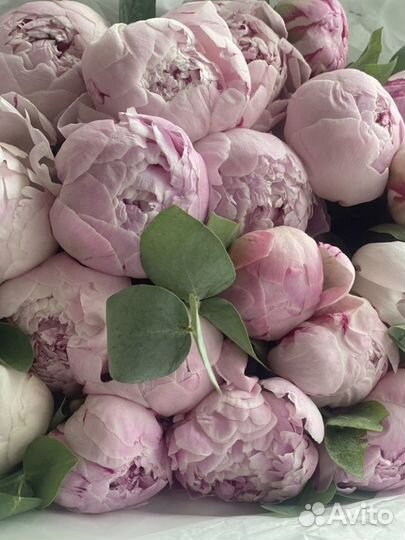 Пионы букет