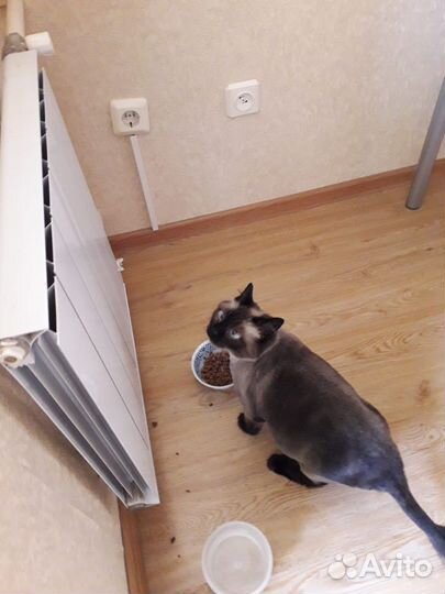 Кошка в частный дом