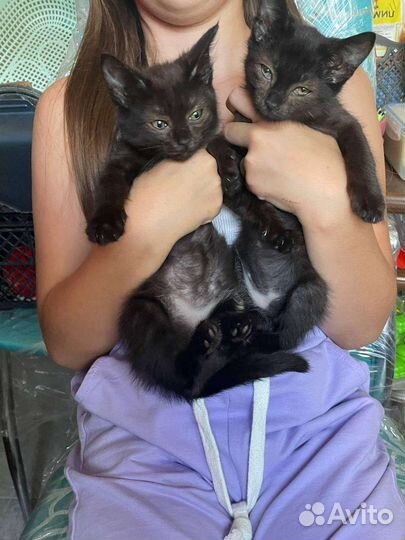 Котята в дар бесплатно