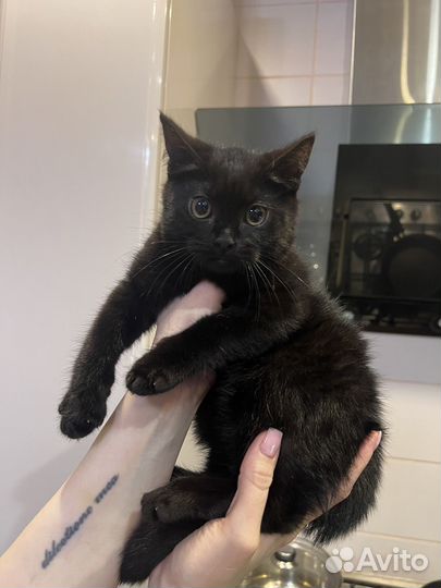 Черный Котенок 2,5 месяца