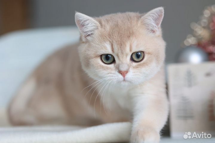 Британские котята золотая шиншилла