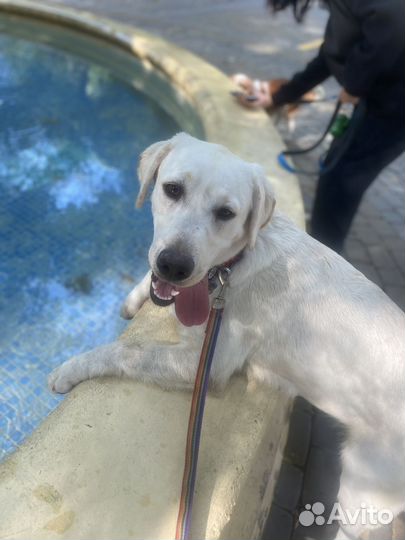 Лабрадор ретривер