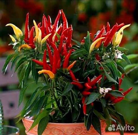 Перчик острый