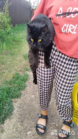 Кот в добрые руки