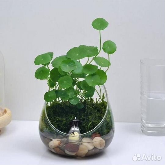 Гидрокотила