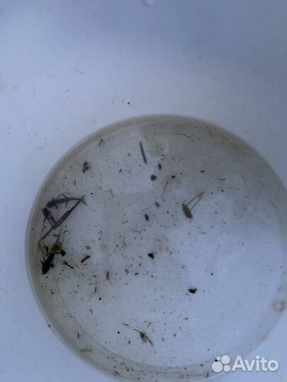 Тритоны, аксалотли, жуки плавунцы