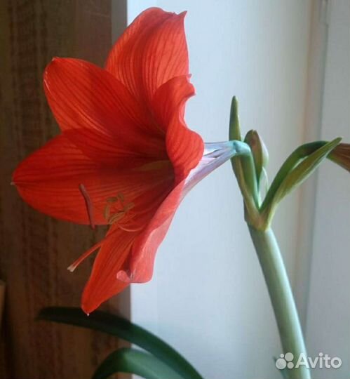 Гиппиаструм