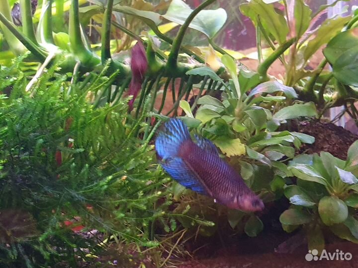 Самки петушков