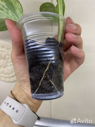 Сциндапсус Марбл Квин