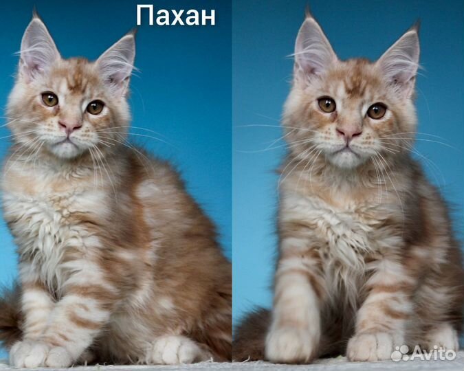 Котята мейн кун