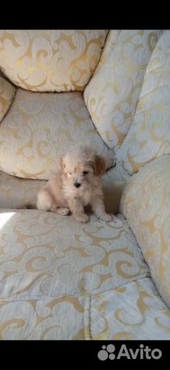 Голд мальтипу мальчик f1