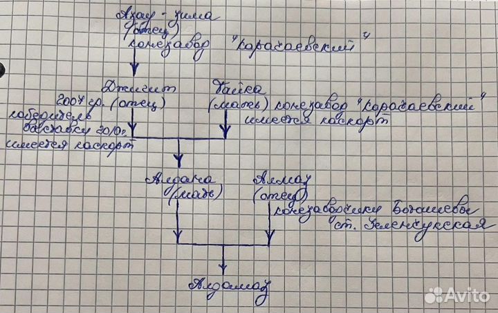 Карачаевская лошадь