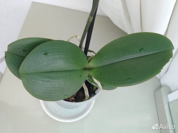 Орхидея каода