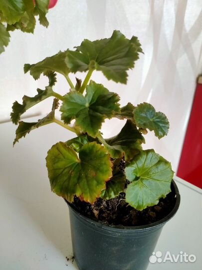 Пеларгония герань