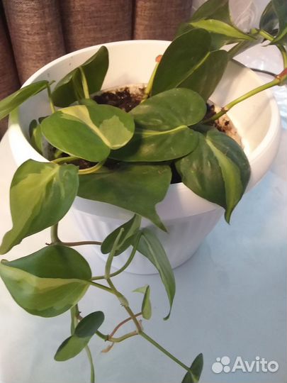 Филодендрон Бразил,циссус