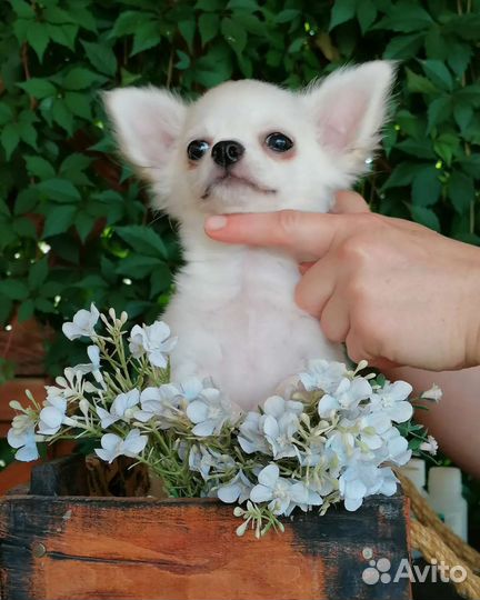 Щенки чихуахуа