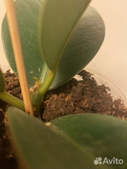 Фикус каучуконосный