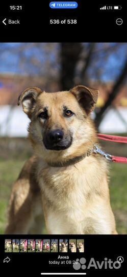 Отдам в добрые руки