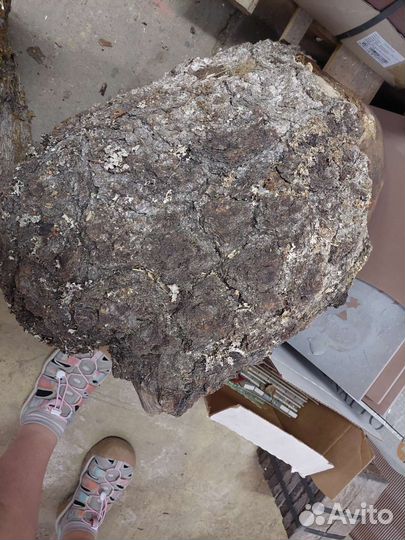 Кап березовый