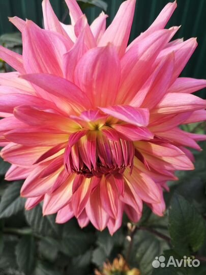 Георгины, купена, ромашка, хосты