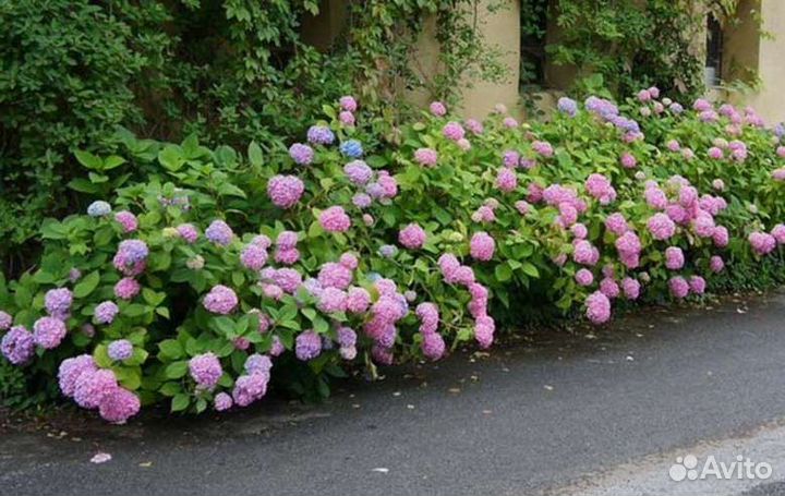 Гортензия Bailmer