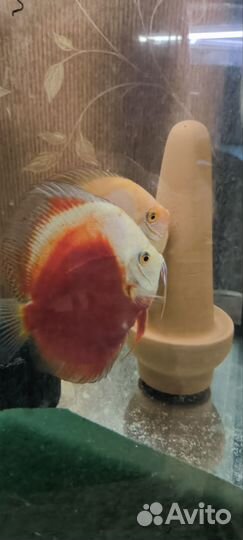 Дискусы рабочая пара