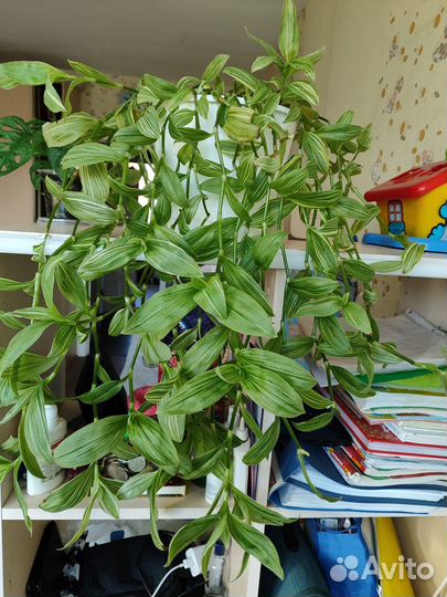 Традесканция