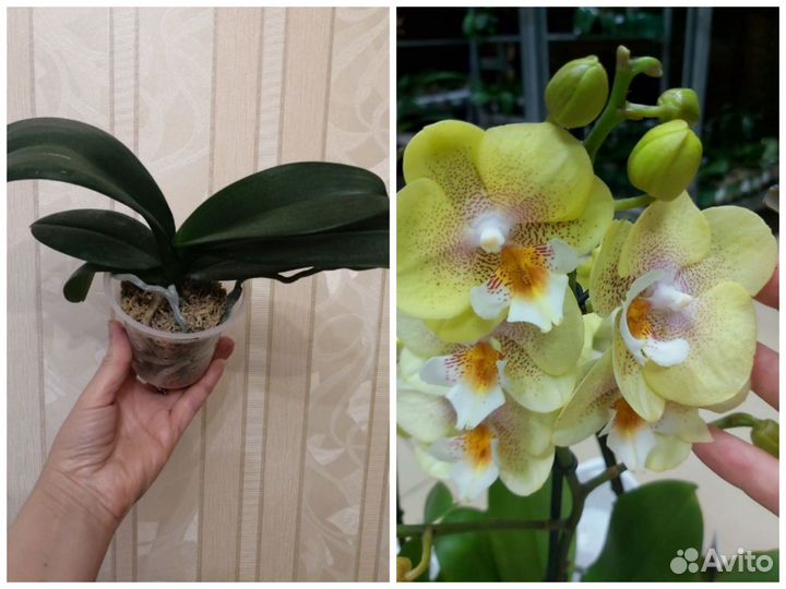Сортовые орхидеи фаленопсис