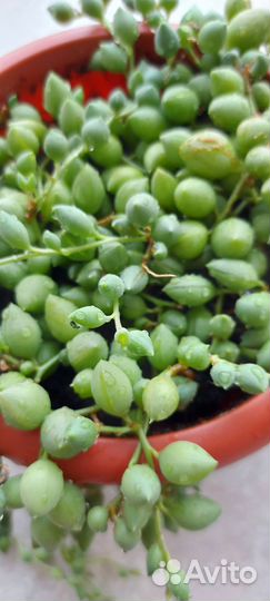 Крестовник роули