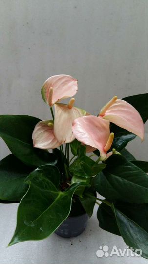 Антуриумы низкорослые и карликовые сорта